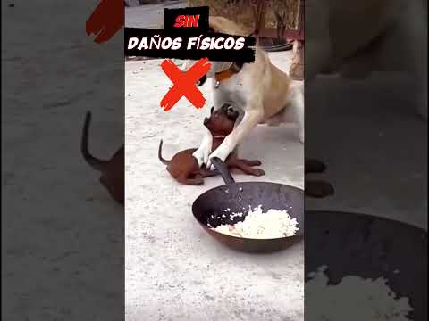 PERRO Dominante VS Dominante 🔥 #perros #dominancia  #adiestramiento #lenguajecanino