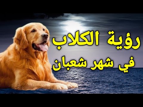 تفسير رؤية الكلاب في المنام،،هل تعرف ما الذي يحدث بعد رؤية الكلاب في شهر شعبان بالمنام!!