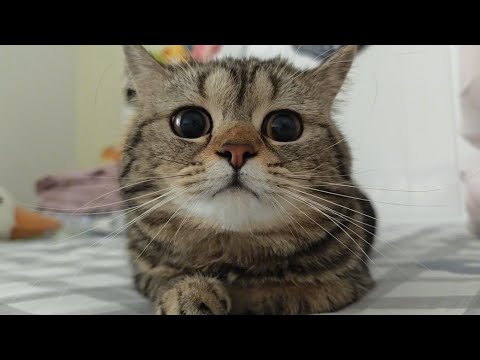 best cute &funny😂🤣 animal video  of 2025-Mr bear🐱🐕🐹😄😅🤩
