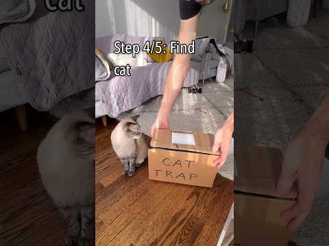 How to Trap a Cat in 5 Simple Steps