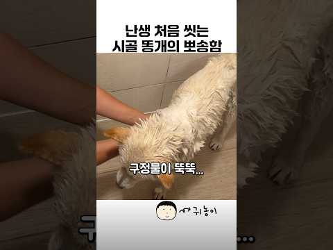 태어나 처음 목욕해본 시골똥개❤️🐕🛁