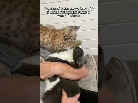 This man rescued a lost motherless baby bobcat and brought it home to raise #animalshorts