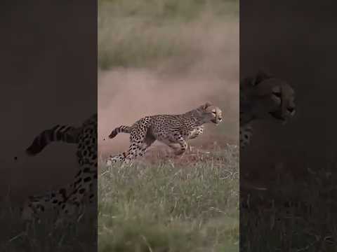 إزاي الفهد بيصطاد فرسته؟! 🐆🔥