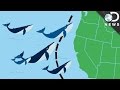 Animal Migration and Navigation Facts
