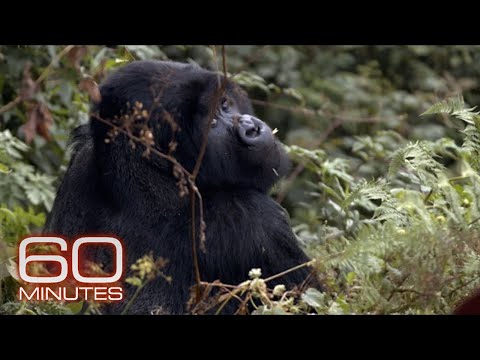 YouTube video thumbnail: Saving Rwanda's Mountain Gorillas