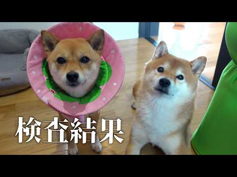 【病理検査の結果が出ました】柴犬いちごの乳腺腫瘍について。