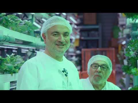 Shade Of Greens: Fresh Hydroponic Vegetables and Strawberries in Dubai. Your Weekly Basket