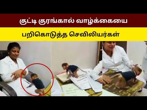 குட்டி குரங்கால் வாழ்க்கையை பறிகொடுத்த செவிலியர்கள்