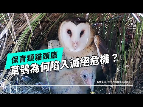 【住草叢的貓頭鷹】系列一：草鴞的日常與危機 (公視我們的島 第1308集 2025-05-26) - YouTube
