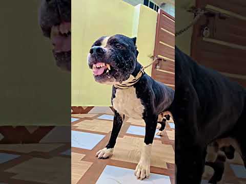 5 Most Illegal Dog Breeds In The World 😱💥 #shorts