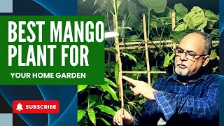 Best Grafted Mango Plant For Home Garden