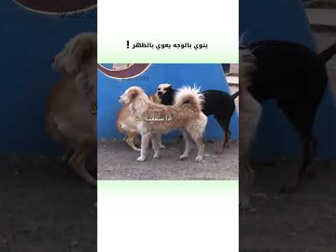 🗣️ينوي وجهه ويعوي بظهره 🤣🤣