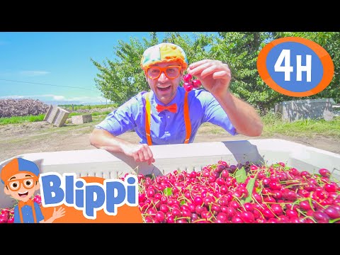 Diversão na fazenda de cerejas do Blippi! | 💜Olá Meekah!💜| 4 HORAS | Videos Educativos