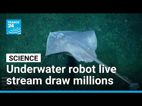 YouTube video thumbnail: Mar Del Plata Canyon: Underwater Robot Live Stream Draws Over a Million Viewers per Day