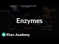 Exploring Enzyme Function and Catalysis