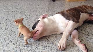 Tiny chihuahua puppy adorably teases sleepy American bulldog