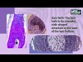 Understanding Hair Anatomy and Functions