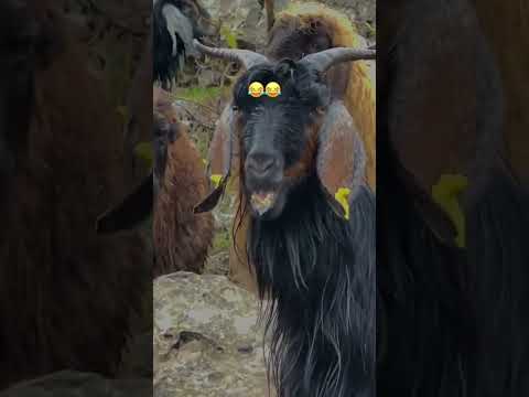 AY NE GÜZEL ÇİGNİYORSUN BAYRAMM😂🙋‍♂️
