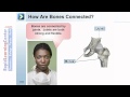 Human Skeleton and Muscle Functions