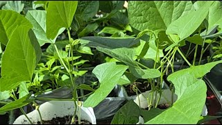 আজকে দেখবেন গাছের আপডেট Muted Version