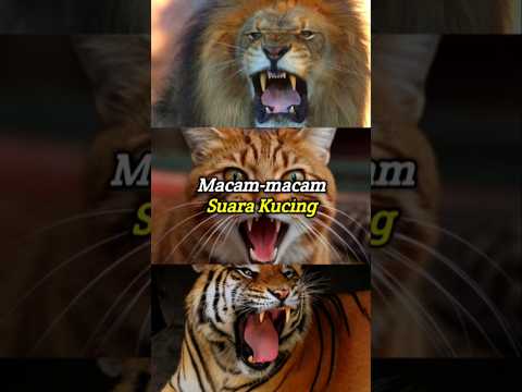 12 Suara kucing berbeda #shorts #cat