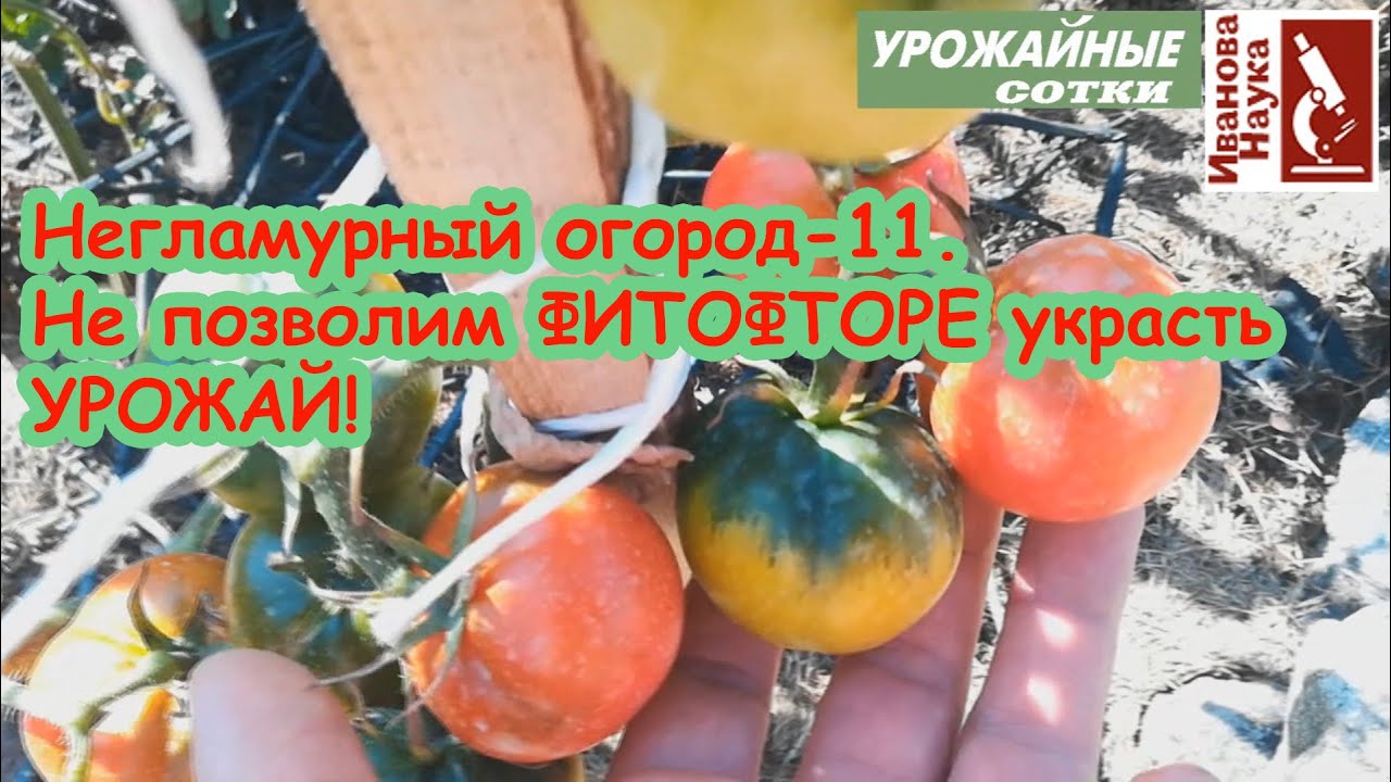Негламурный огород 11. Не потерять урожай: защитим зеленые томаты от фитофторы