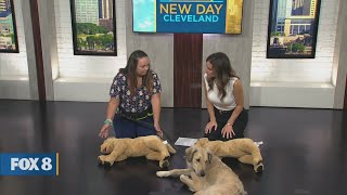 New Day Cleveland: Berea Animal Rescue Friends