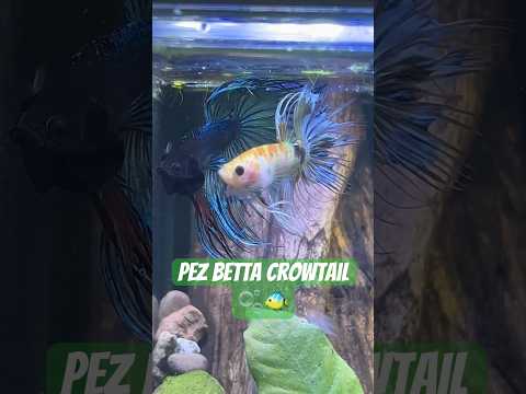 Pez Betta Crowtail Koi 🫧@BettasLeinadMexico 🐠😮‍💨#aquariumtanks #bettafishtanks #pez #pezbettas