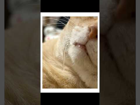 よだれを垂らしてしまう猫様が可愛すぎた・・・