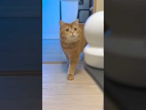 "Cat's pain, baby's happiness! What exactly happened 😱 #shortsfeed