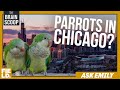 Monk Parakeets and Botflies Knowledge Test