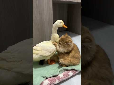 #cute #funny 😂 The duck tried his best to finally find the cat. (Click to watch the full version)