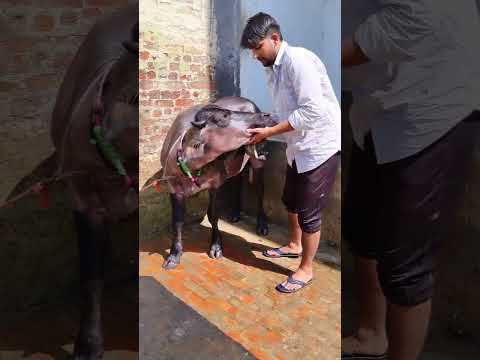 शौक का कोई मोल नहीं #murrah #cow #explore #sihagmurrahfarm