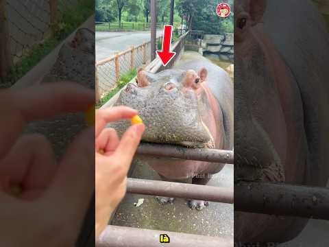 Người chủ cho hà mã ăn hạt ngô bé xíu
