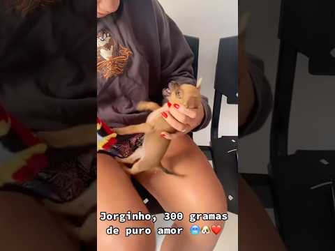 É errado colocar roupa no cachorro? #janeladoriso #pets #cachorro #petsfofinhos #pet #cute