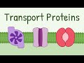 Transport Proteins and Mechanisms
