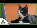 Understanding Cat Behavior and Illusions