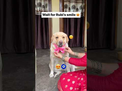 Rubi’s smile 🧿😍 || labra rubi || #shorts #youtubeshorts #labrador #dog #funny #cute #viralshorts