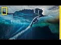 Emperor Penguins and Their Unique Behaviors