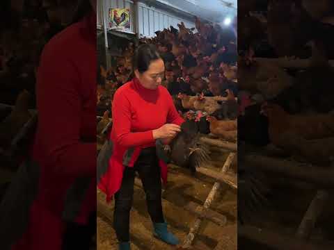 Check the weight of the chickens. When can they be sold? #chickenfarming