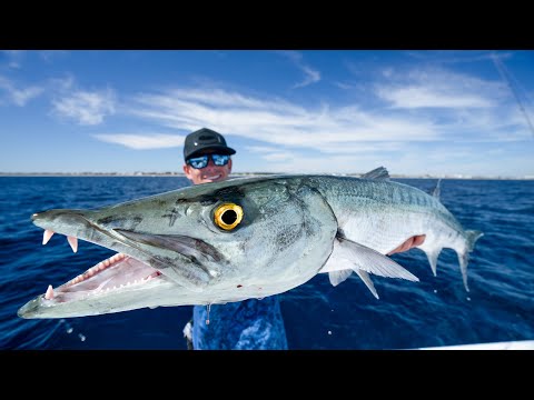 BEWARE of this TOXIC Fish...Catch Clean Cook (GIANT Barracuda)