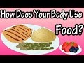 How Your Body Utilizes Carbohydrates, Proteins, and Fats