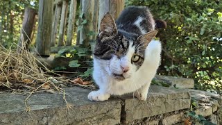 A Sweet cat who is full of life despite being blind in one eye
