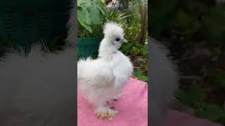 #chickenhouse  #silkiechickenfarm