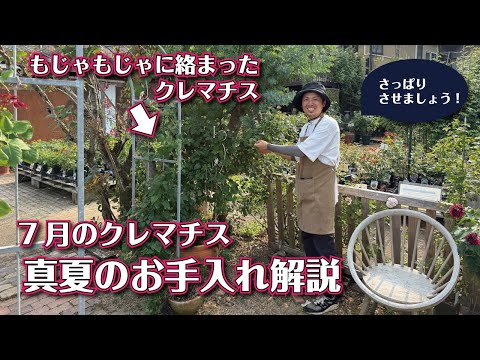 過酷な夏でもクレマチスの剪定は意外と簡単です！