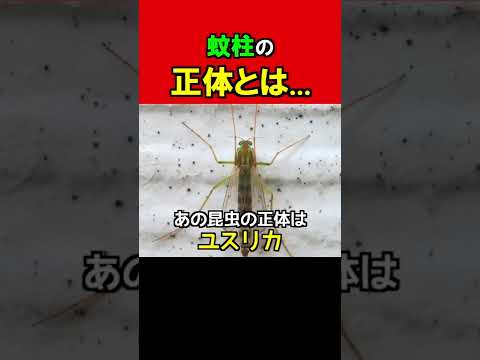 【衝撃】鬱陶しい蚊柱の正体はなんと... #shorts
