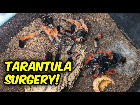I Had to CUT her Molt! - Saving the STUCK TARANTULA!