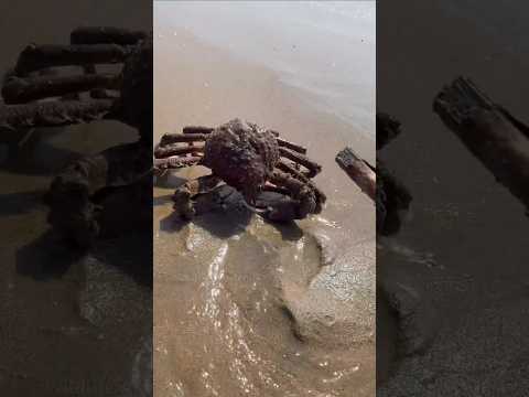 The crab that can break coconuts #shorts