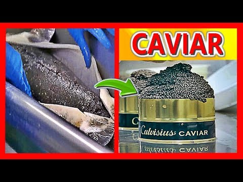 COMO se HACE el CAVIAR más CARO del mundo | ¿Por qué el CAVIAR es tan CARO?
