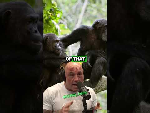 Living Among Chimpanzees: 20 Years of Unseen Wildlife Footage | Paul Rosolie & Joe Rogan #jre